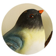 gros plan tete oiseau patere